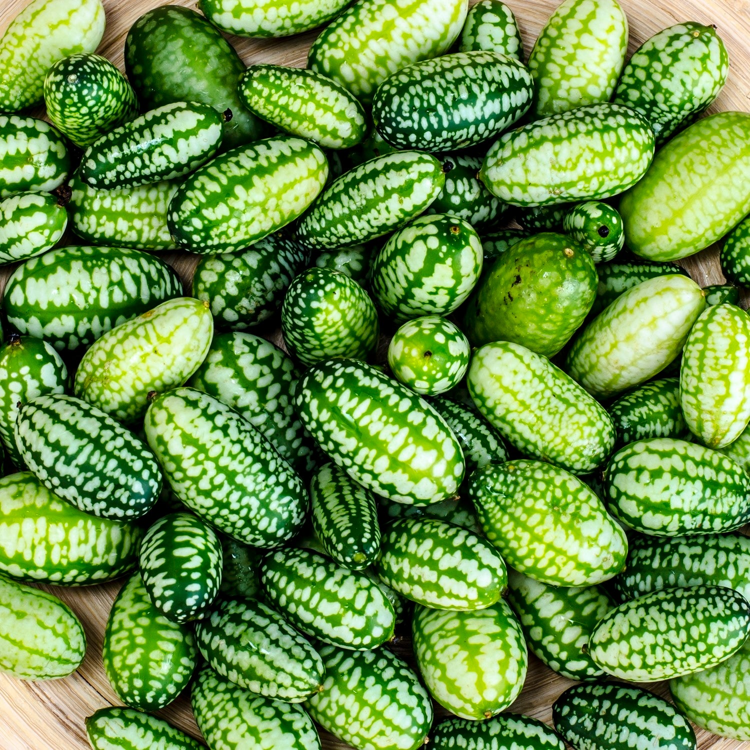mexikanische minigurke saatgut Mexikanische Minigurke Samen – samenfritze