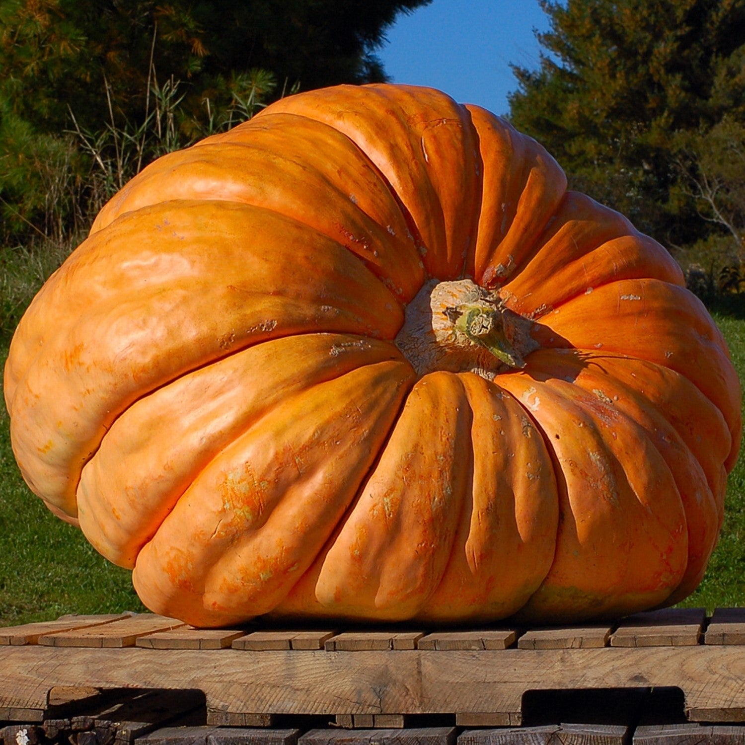 Riesenkürbis Dill`s Atlantic Giant Samen – samenfritze