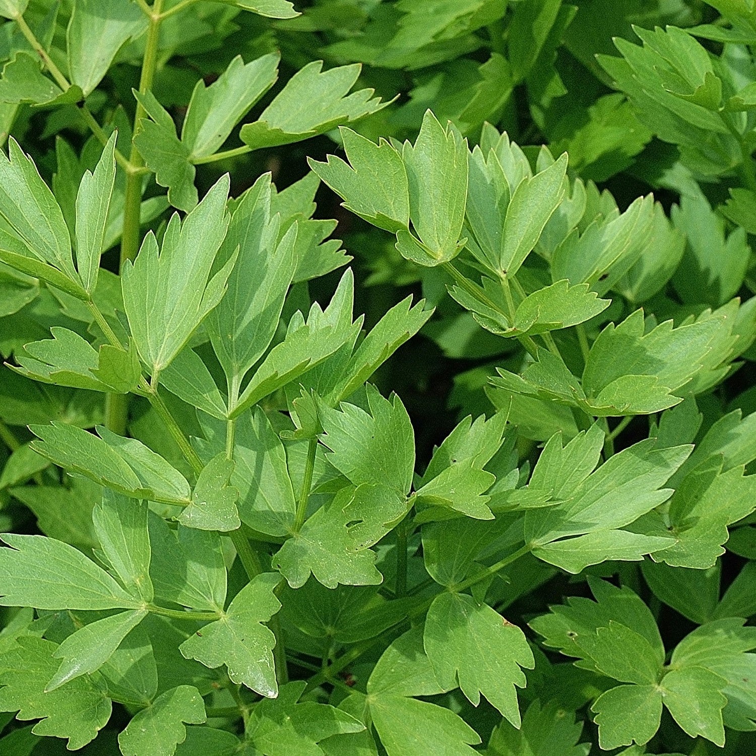 Liebstöckel, Maggikraut Samen, Levisticum officinale – samenfritze