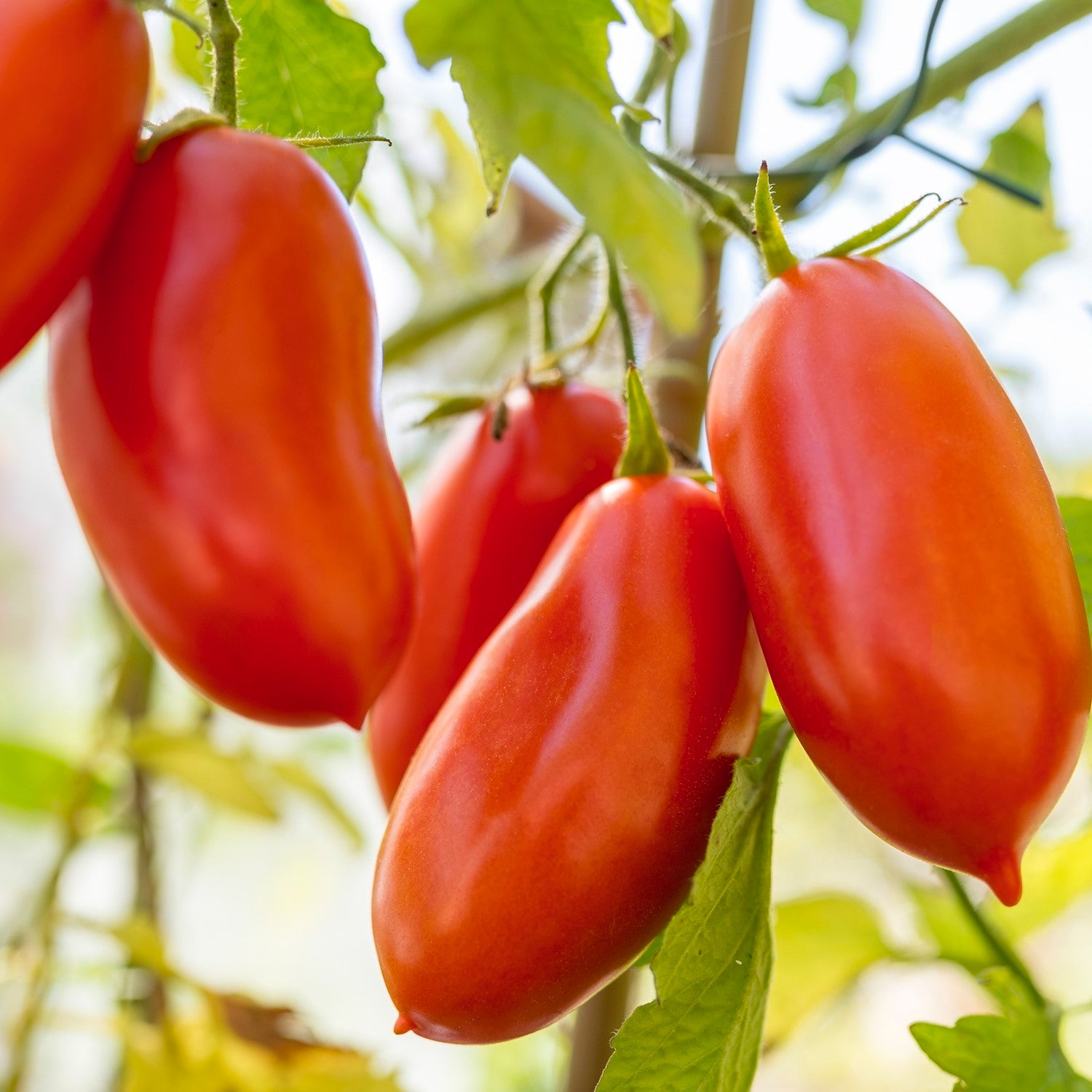 San Marzano 2 Bio-Tomatensamen – samenfritze