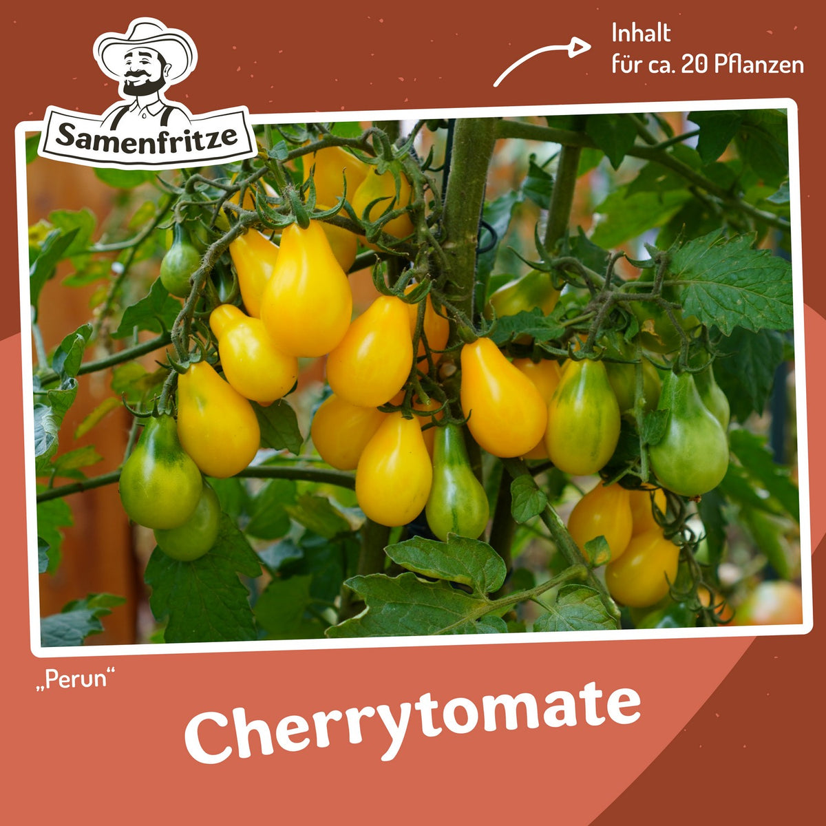 Freilandtomaten-Set