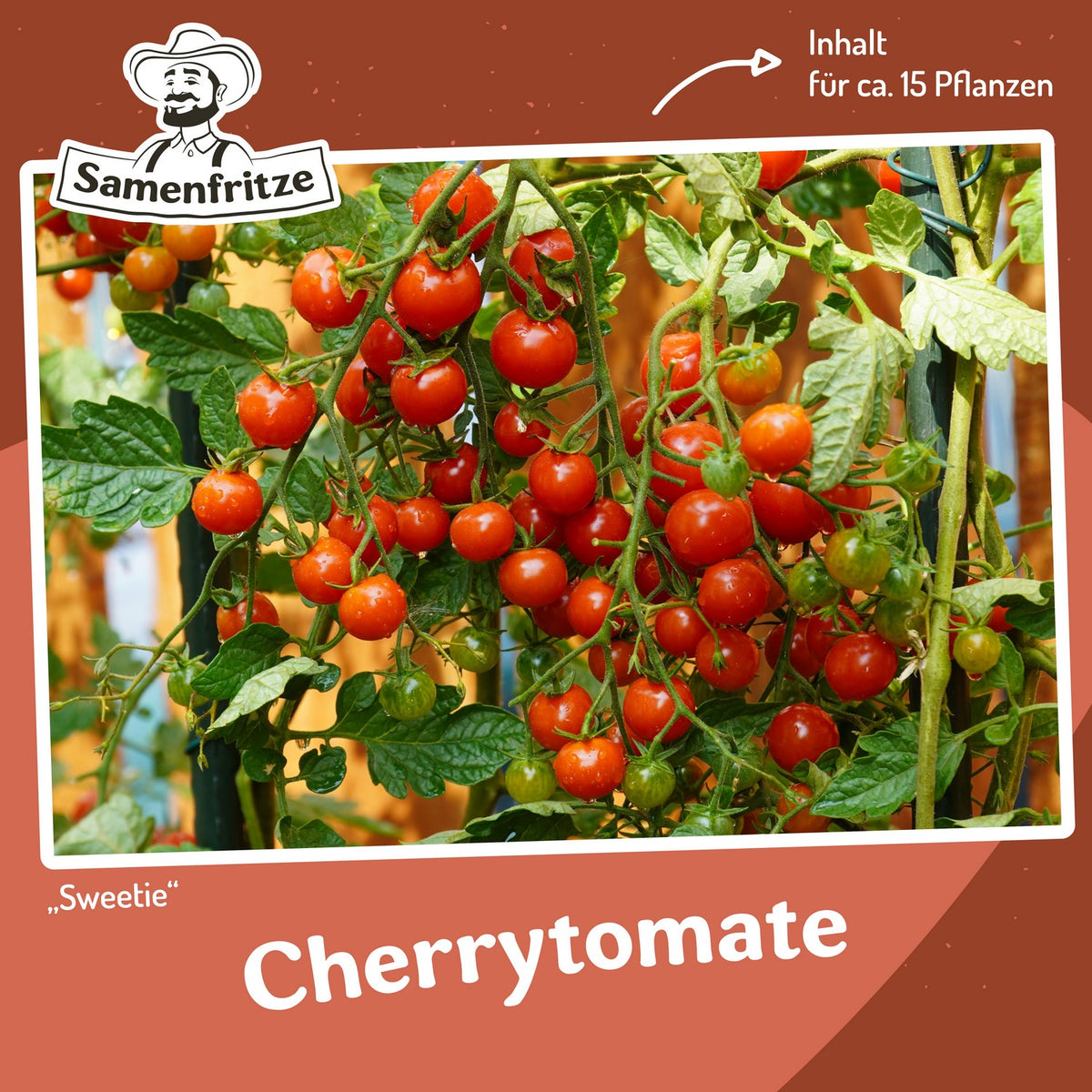Freilandtomaten-Set