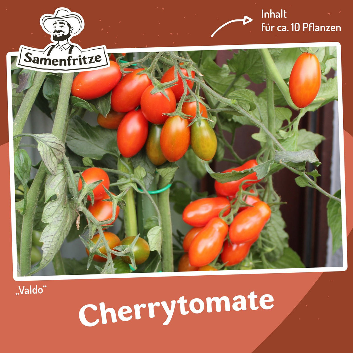 Freilandtomaten-Set