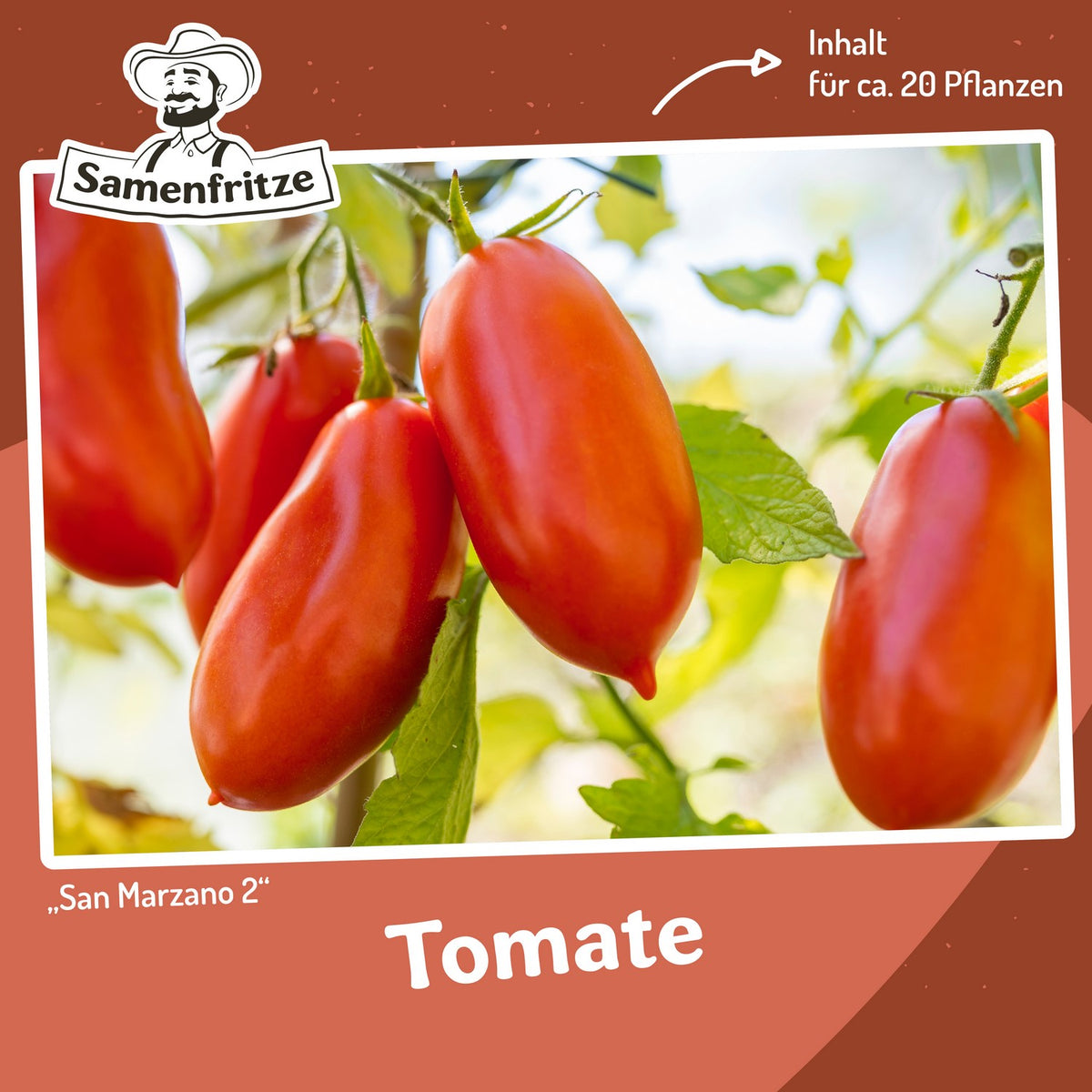 Freilandtomaten-Set
