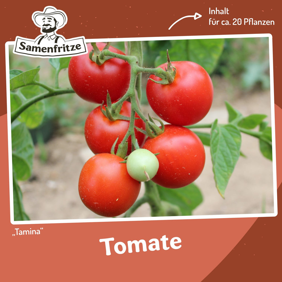 Freilandtomaten-Set