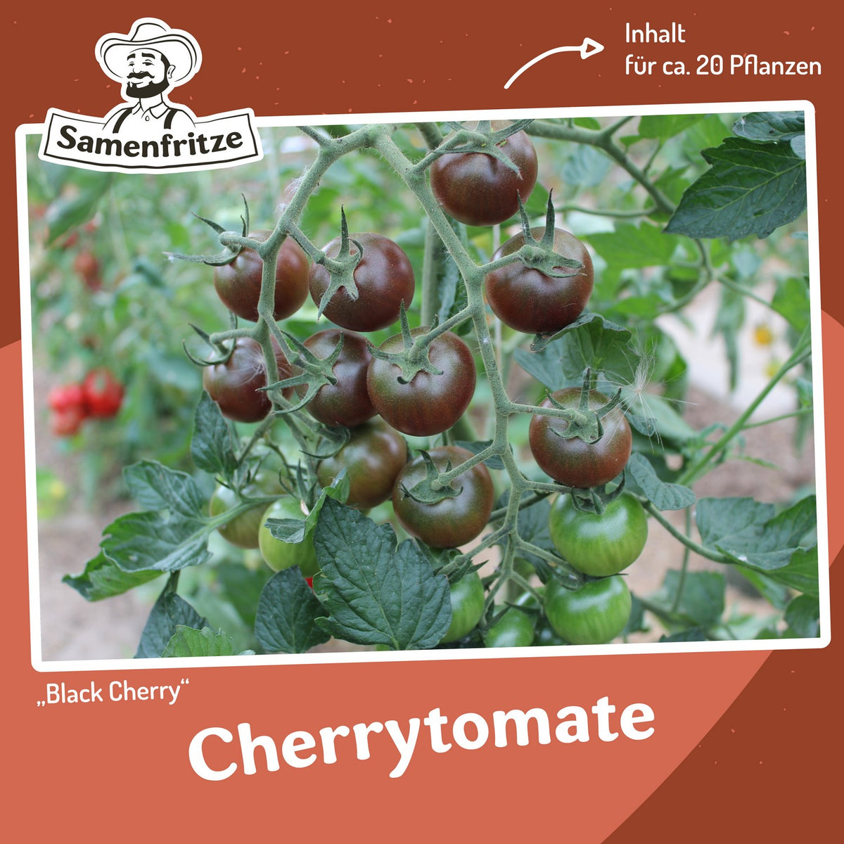 Freilandtomaten-Set