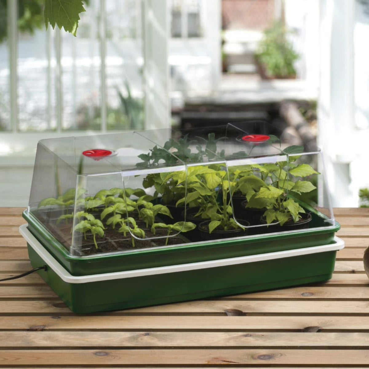 Elektrisches Zimmergewächshaus „Professional Temperature Control“ – digitales Temperaturkontrollsystem