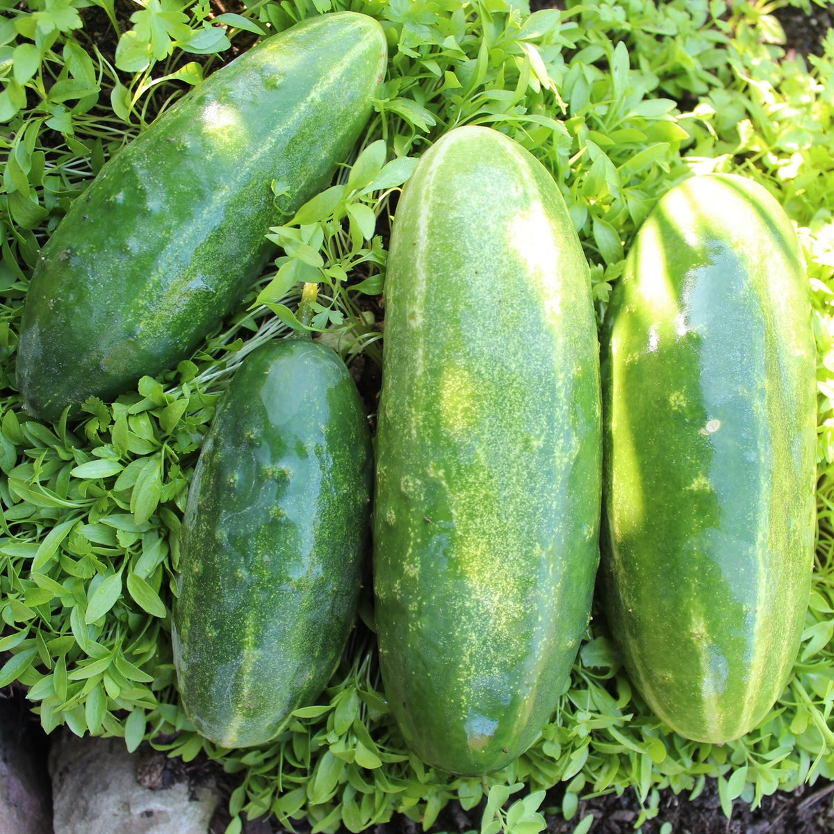 Salatgurke Delicius Samen