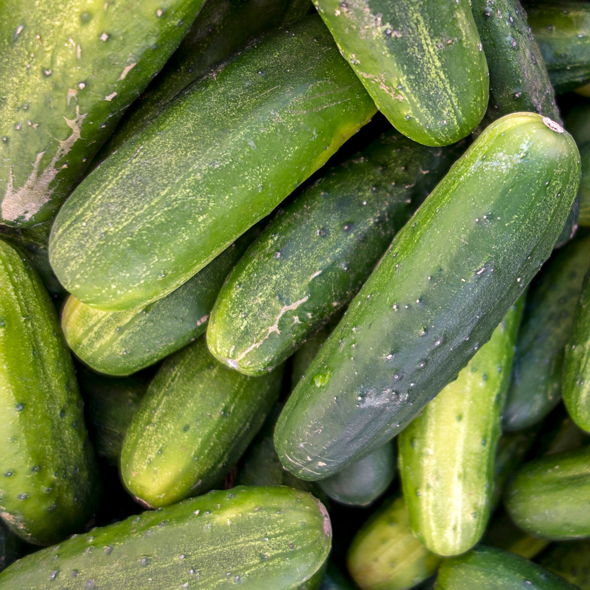 Salat- und Einlegegurke Delikatess Samen