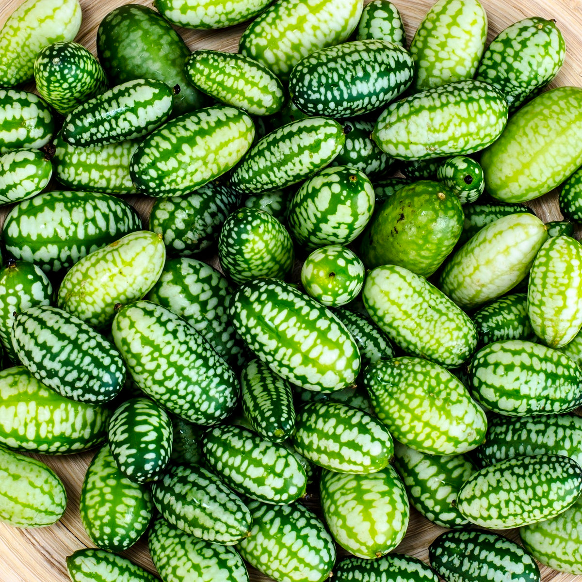 Mexikanische Minigurke Samen