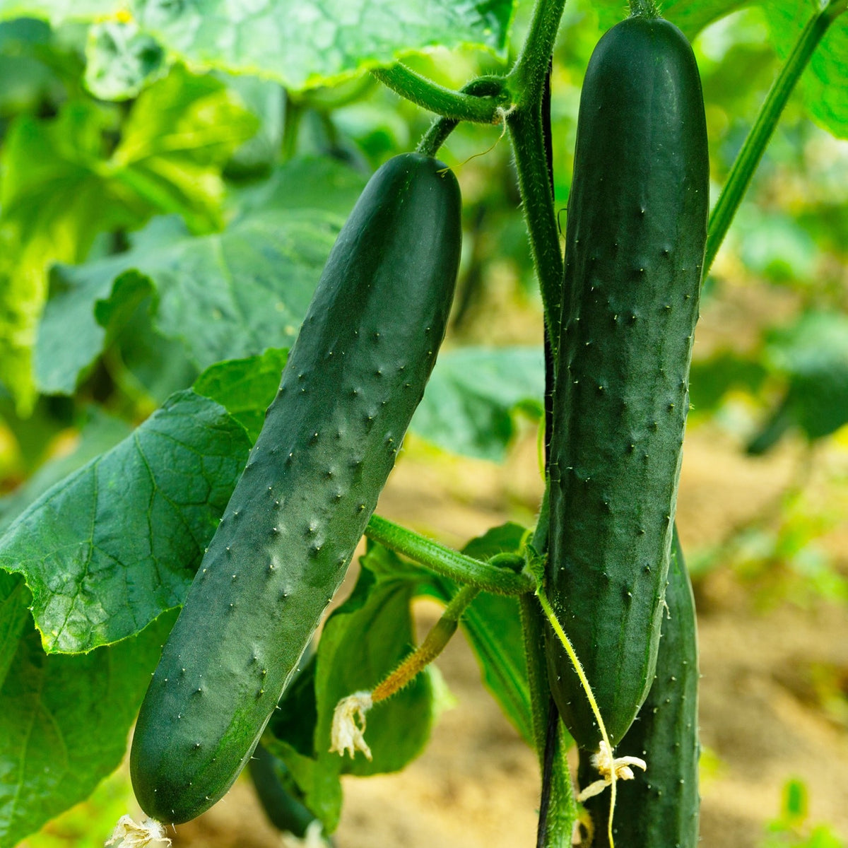 Bio-Salatgurke Marketmore Samen