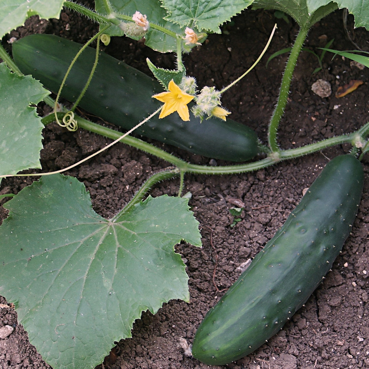 Salatgurke Bush Champion Samen