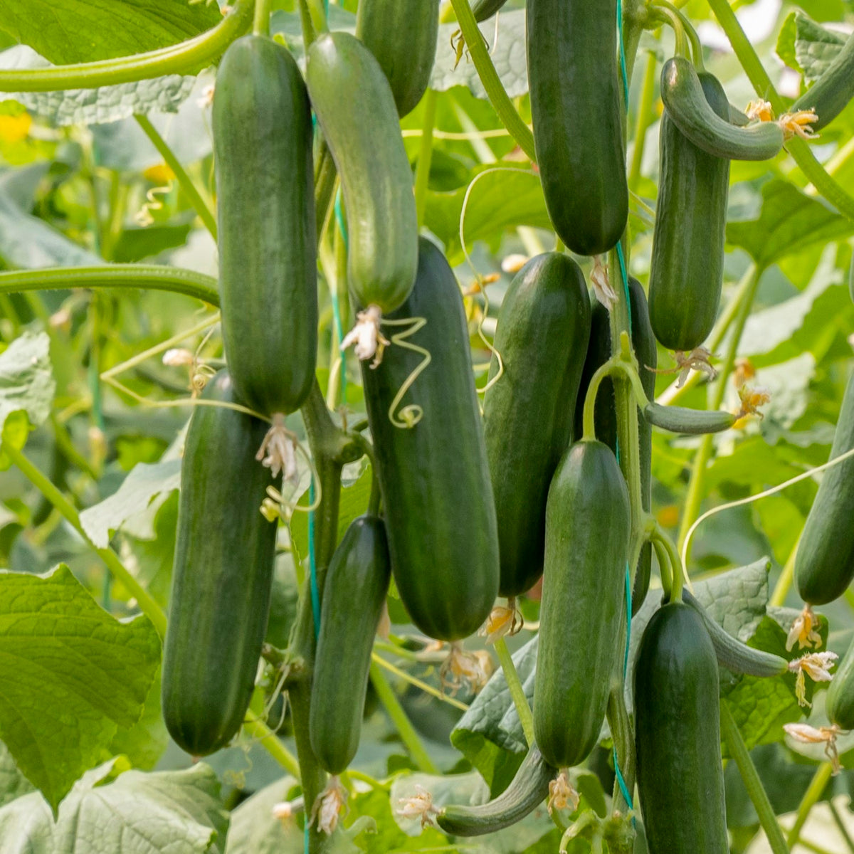 Snackgurke Snack F1 Samen