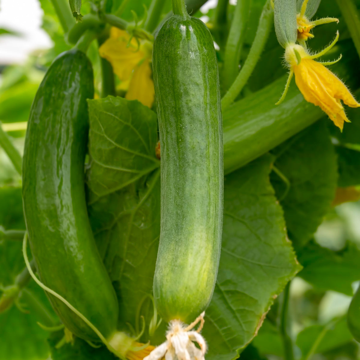 Salatgurke Paska F1 Samen