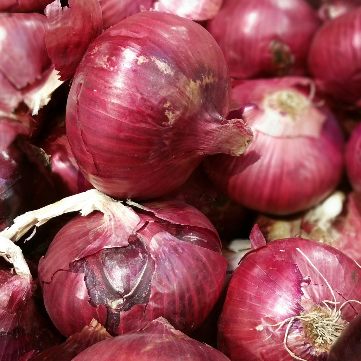 Zwiebel Braunschweiger Samen