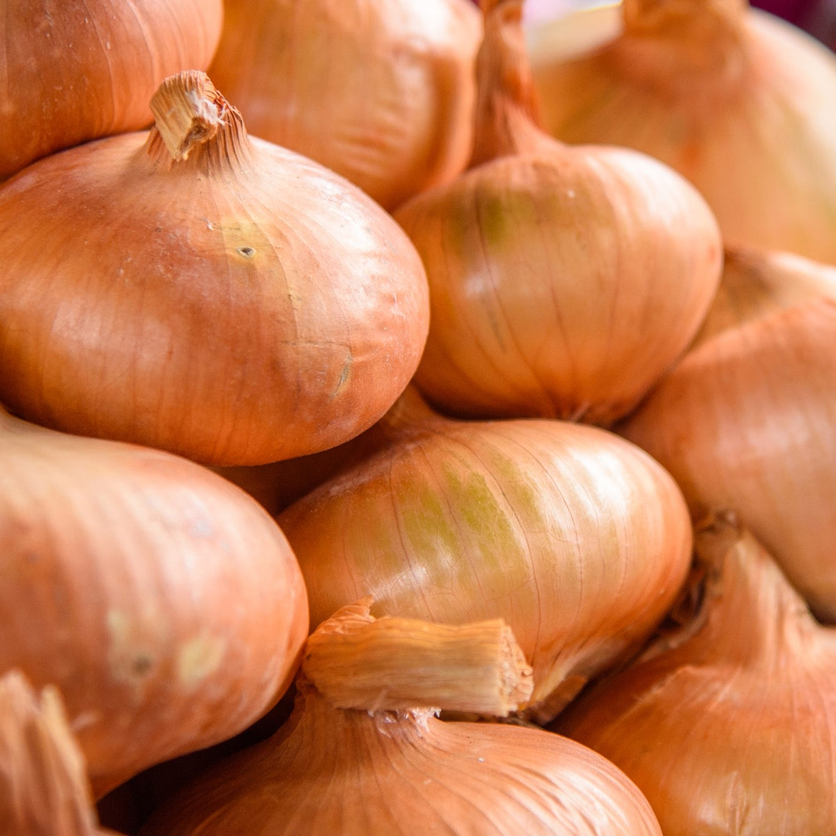 Zwiebel Stuttgarter Riesen Samen