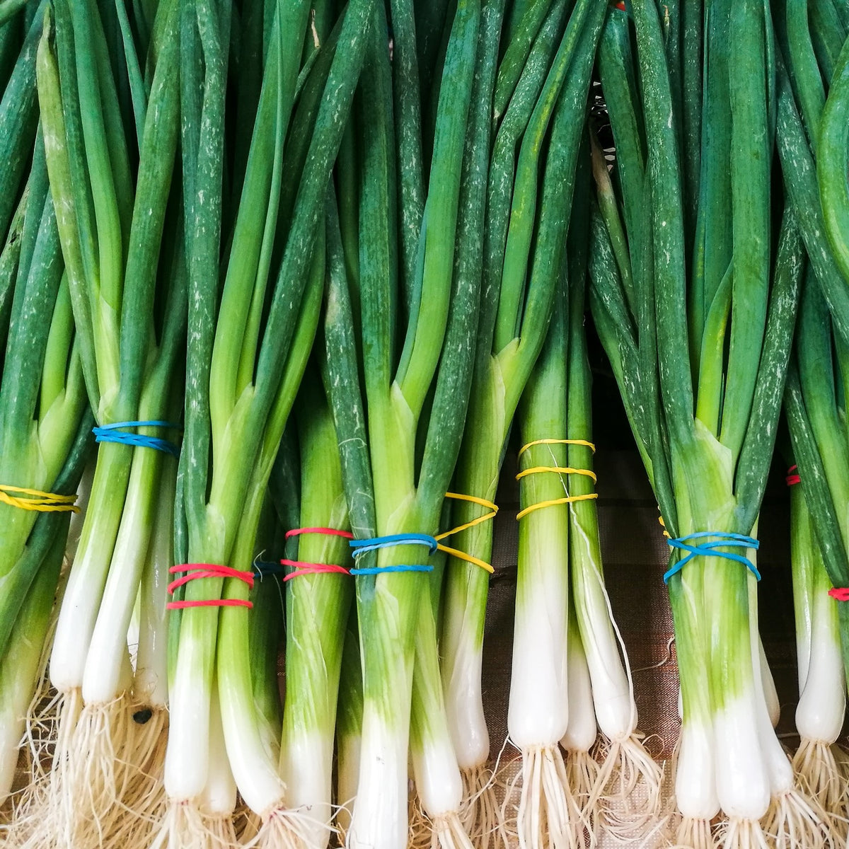 MHD 06/26 Bio-Lauchzwiebel White Lisbon Samen