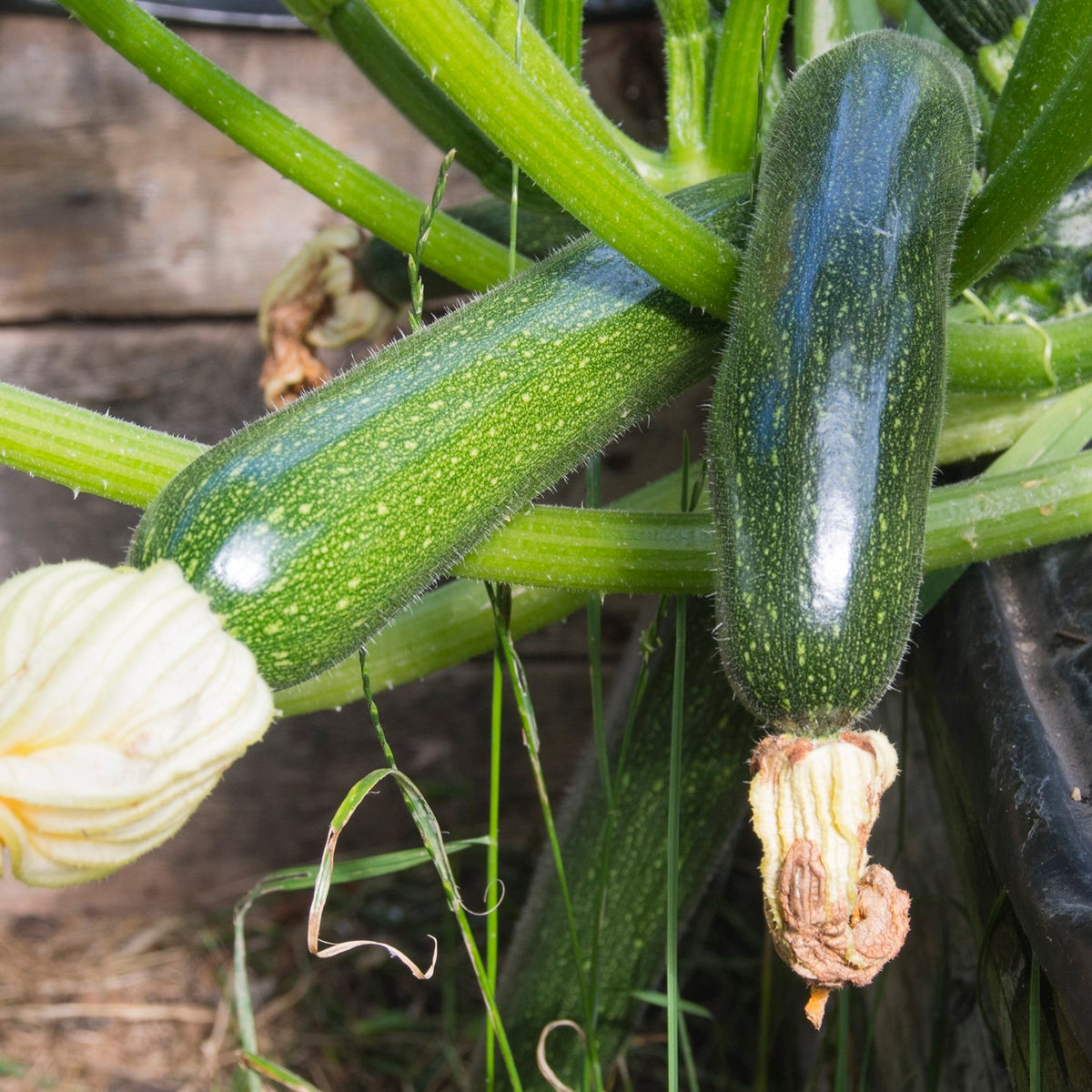 Zucchini Black Forest F1 Samen