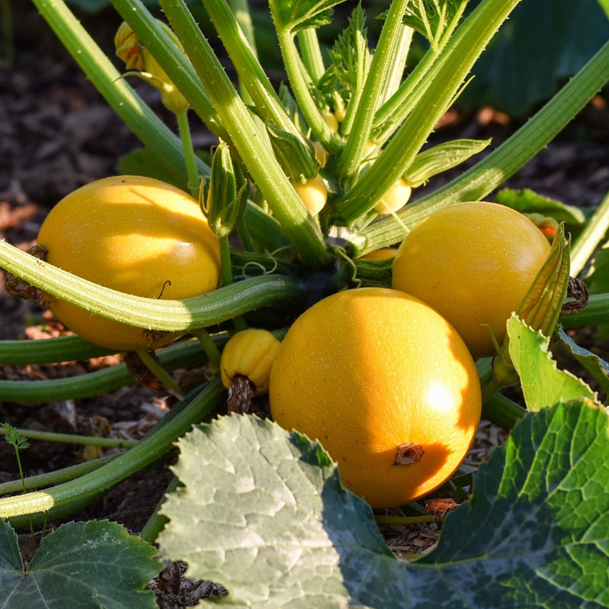Zucchini Midas F1 Samen
