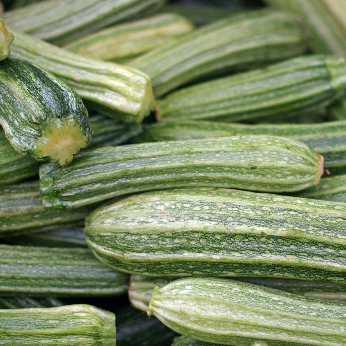 Bio-Zucchini Romanesco Samen