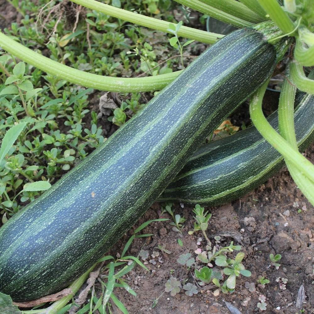 Zucchini Coucourzelle Samen
