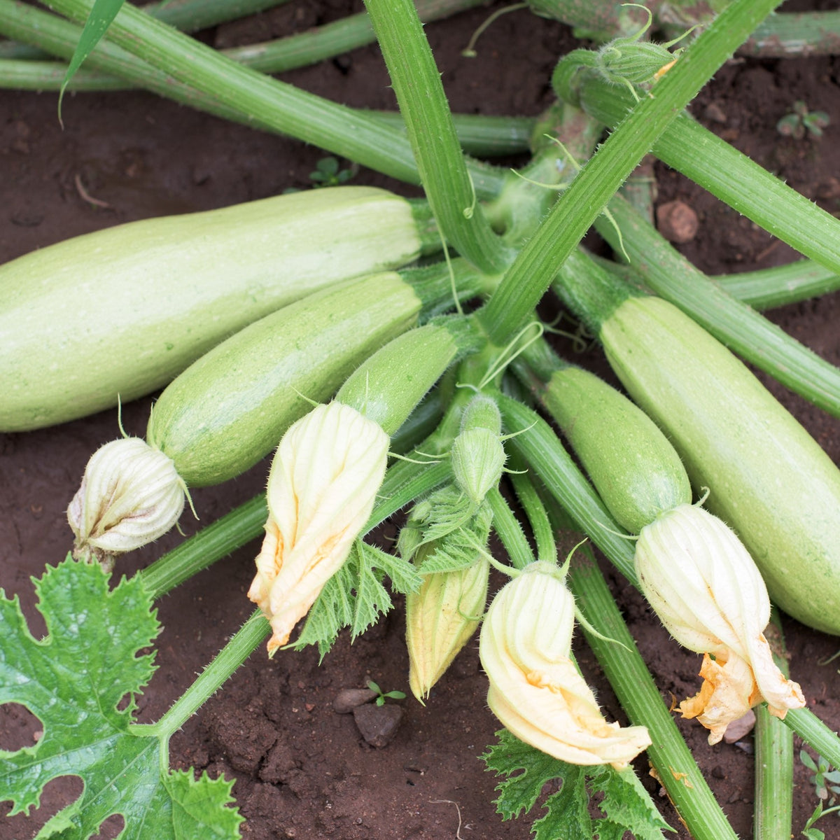 Zucchini Bianca di Trieste Samen
