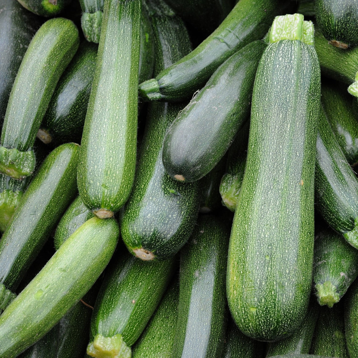 Zucchini Diamant F1 Samen