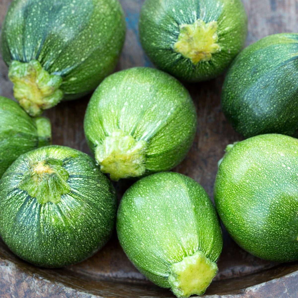 Zucchini Tondo di Piacenza Samen