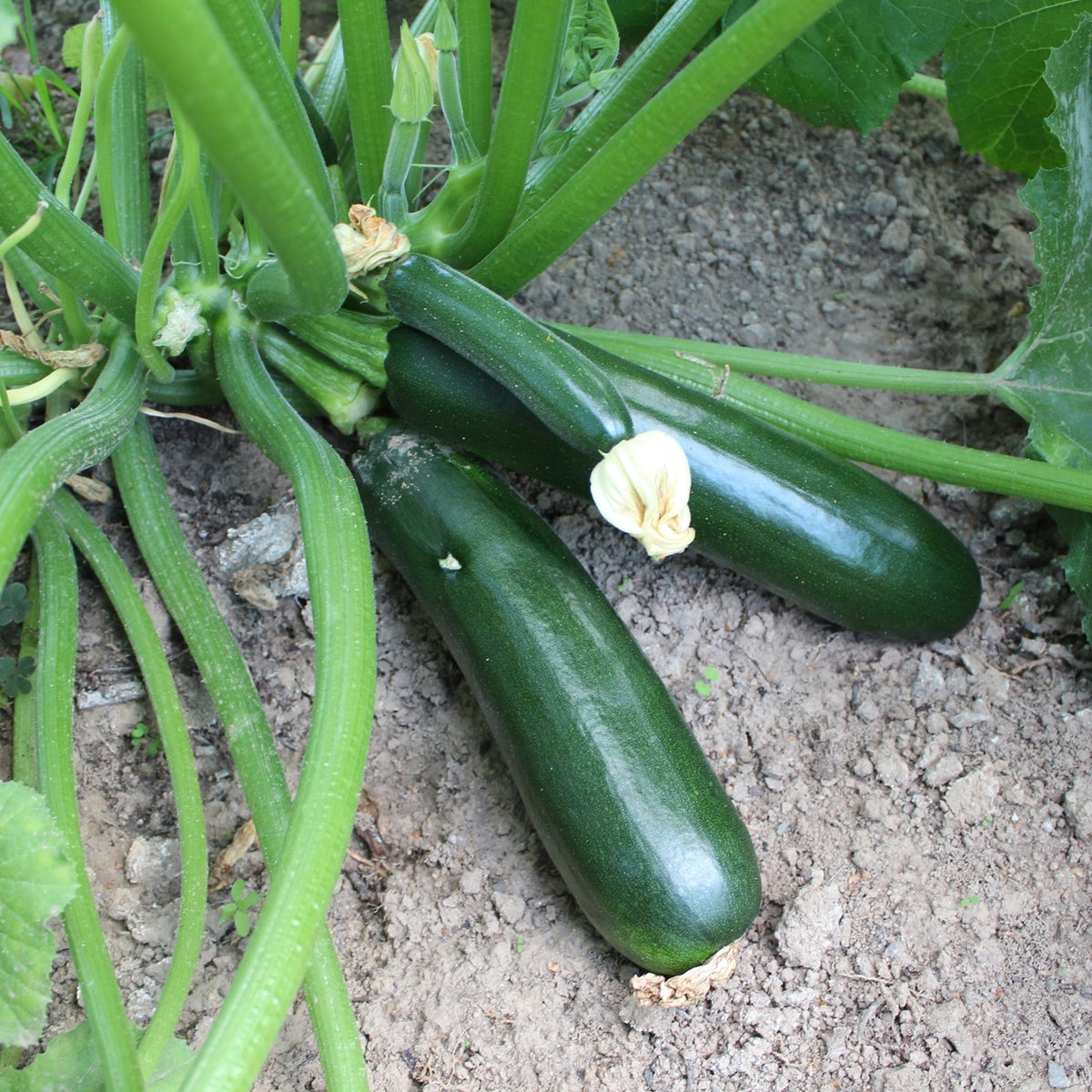 Zucchini Black Beauty Samen