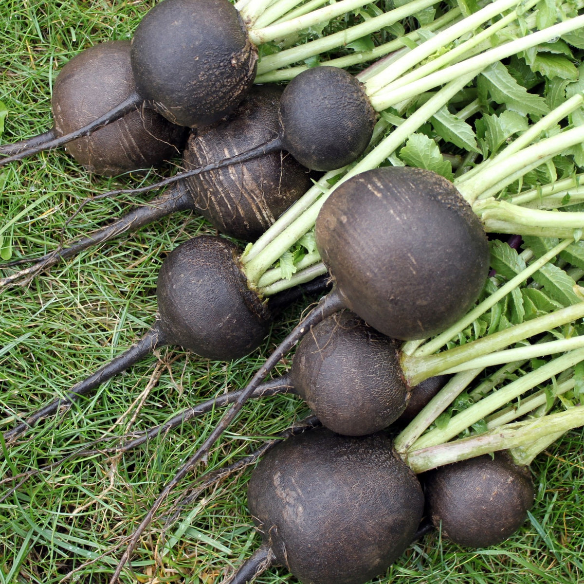 Rettich Schwarzer Runder Samen