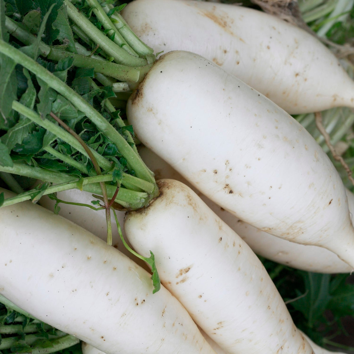 Rettich Münchner Bier Samen