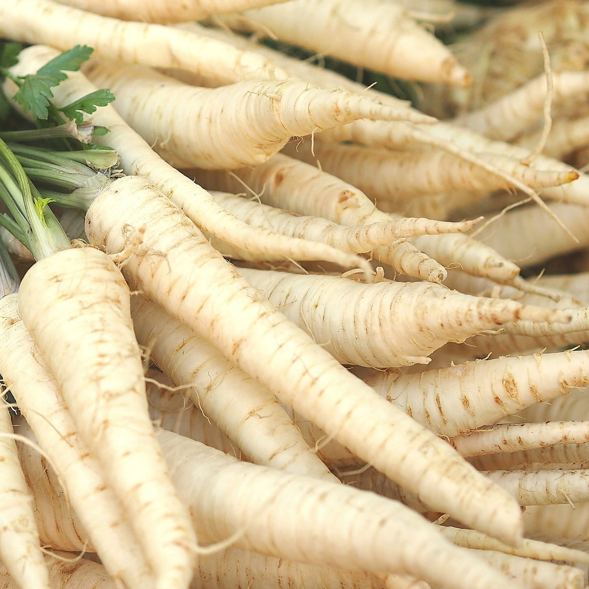 Petersilienwurzel Halblange Samen