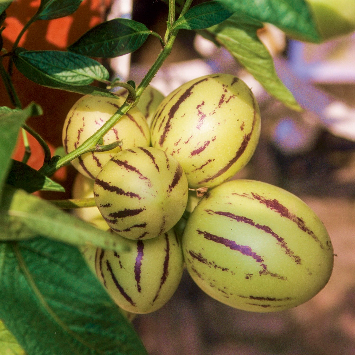 Melonenbirne Pepino Samen