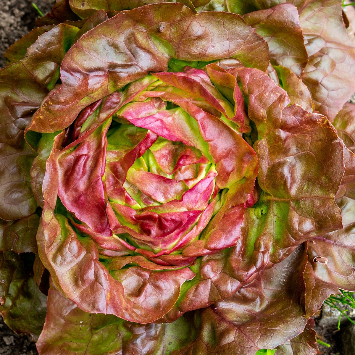 Bio-Kopfsalat Wunder der vier Jahreszeiten Samen