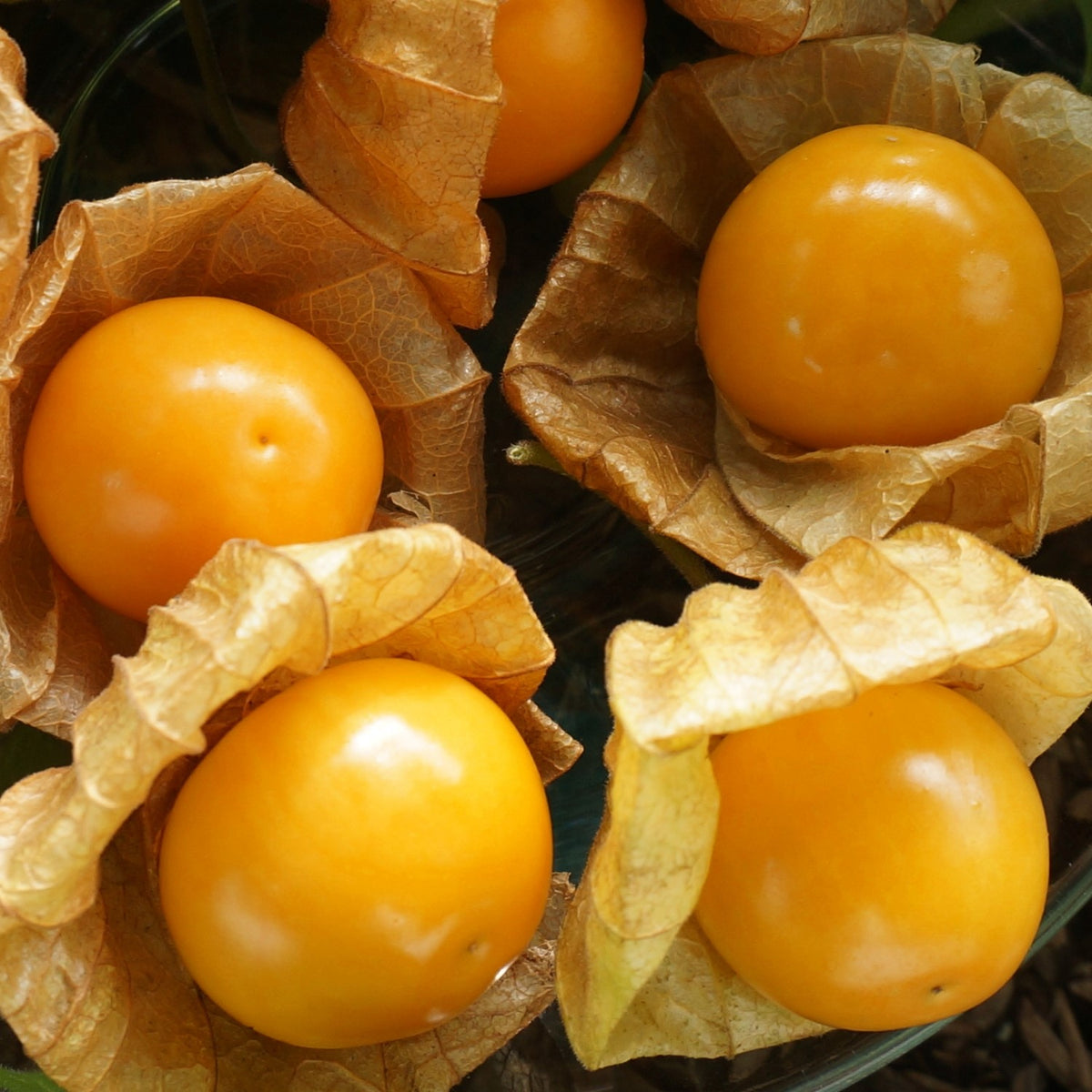 Dulceria Bio-Physalis Samen