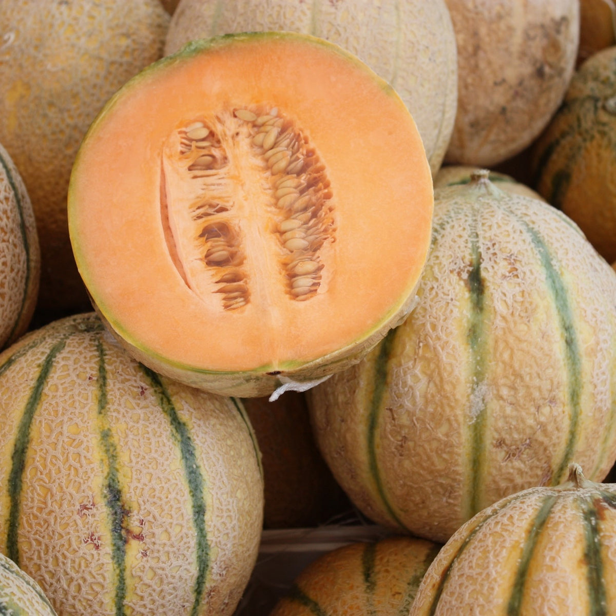 Bio-Honigmelone Amelia Samen