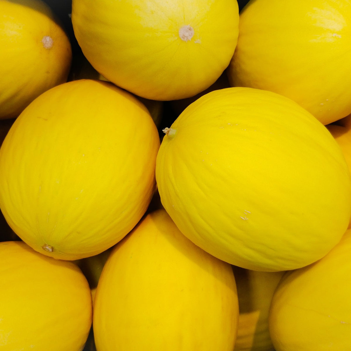 Honigmelone Yellow Canari 2 Samen