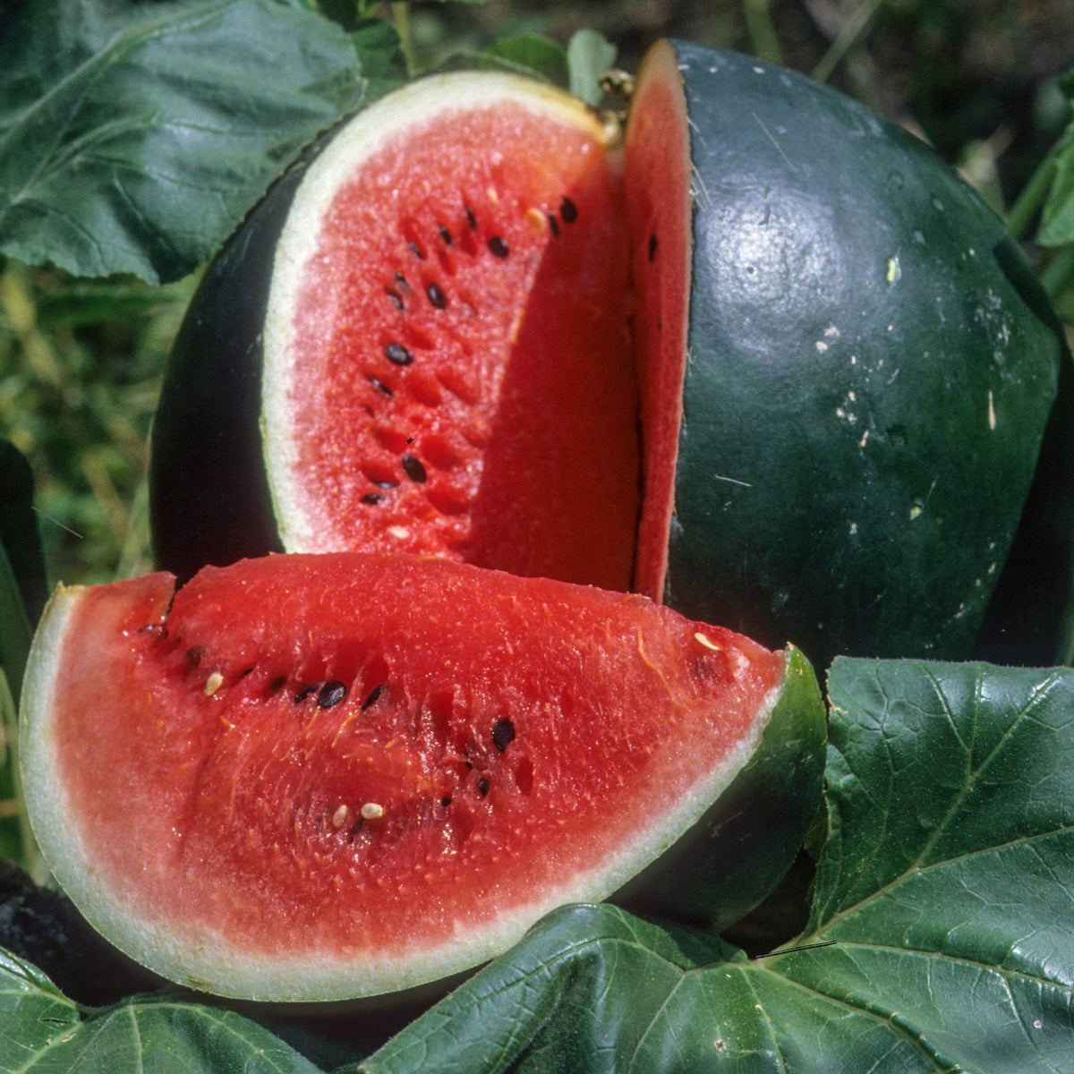 Wassermelone Sugar Baby Samen