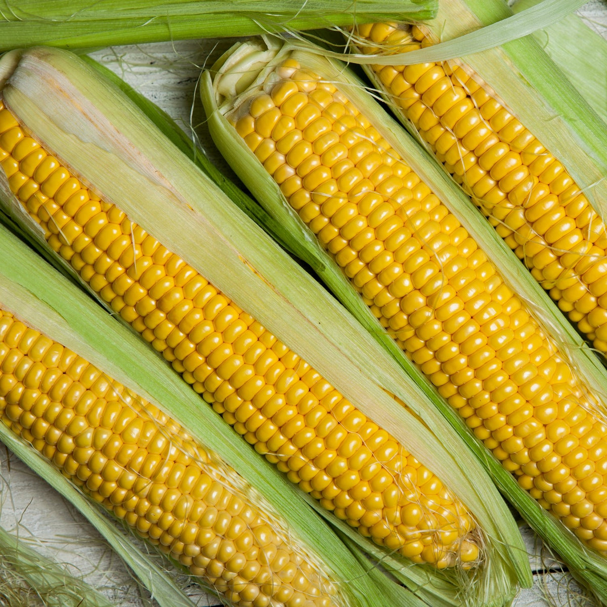 Bio-Zuckermais Lisanco Samen