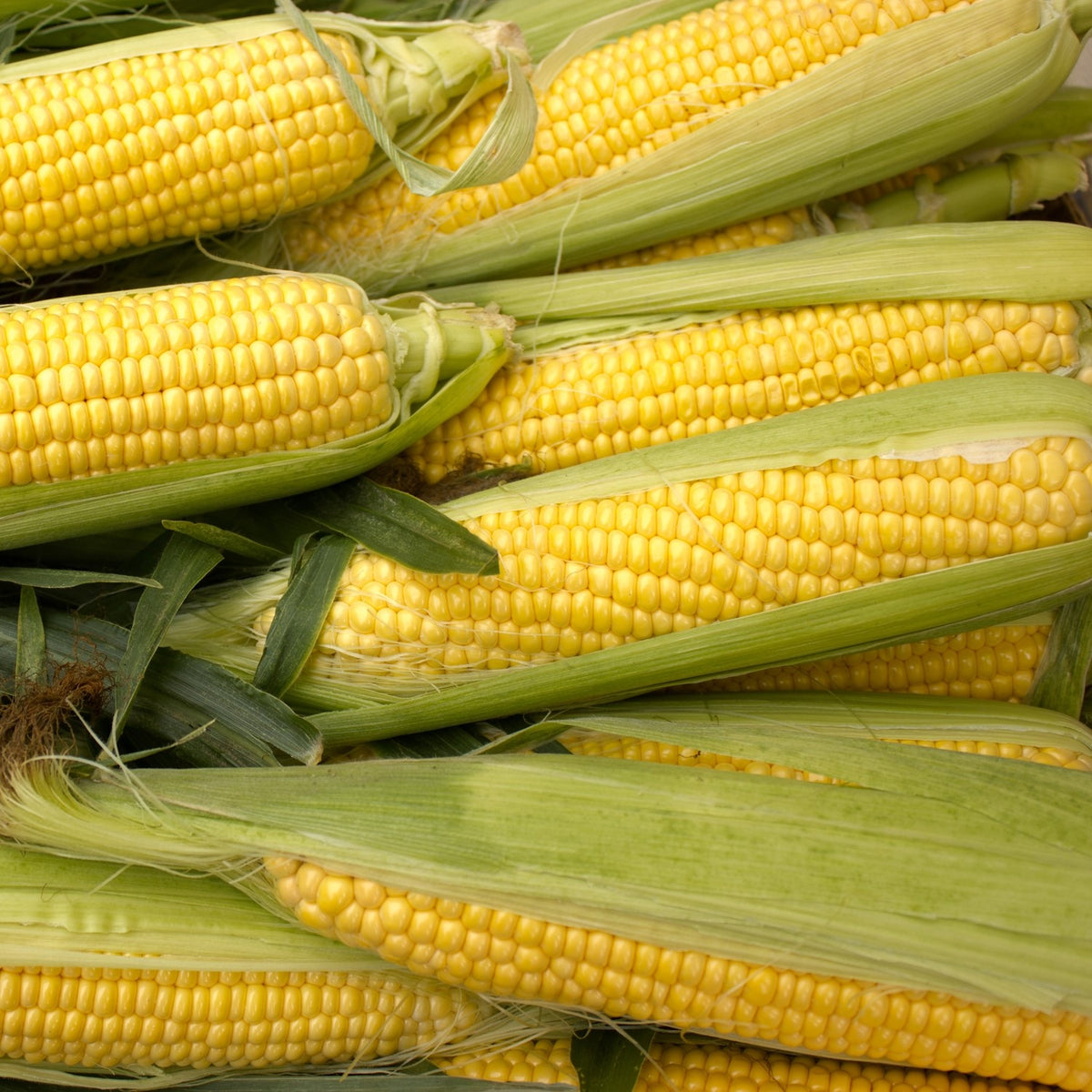 Bio-Zuckermais Golden Bantam Samen