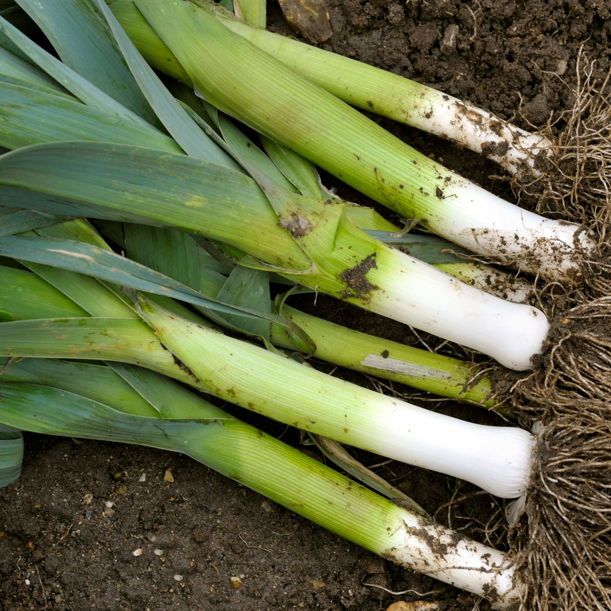 MHD 06/26 Lauch Herbstriesen 2 Hannibal Samen