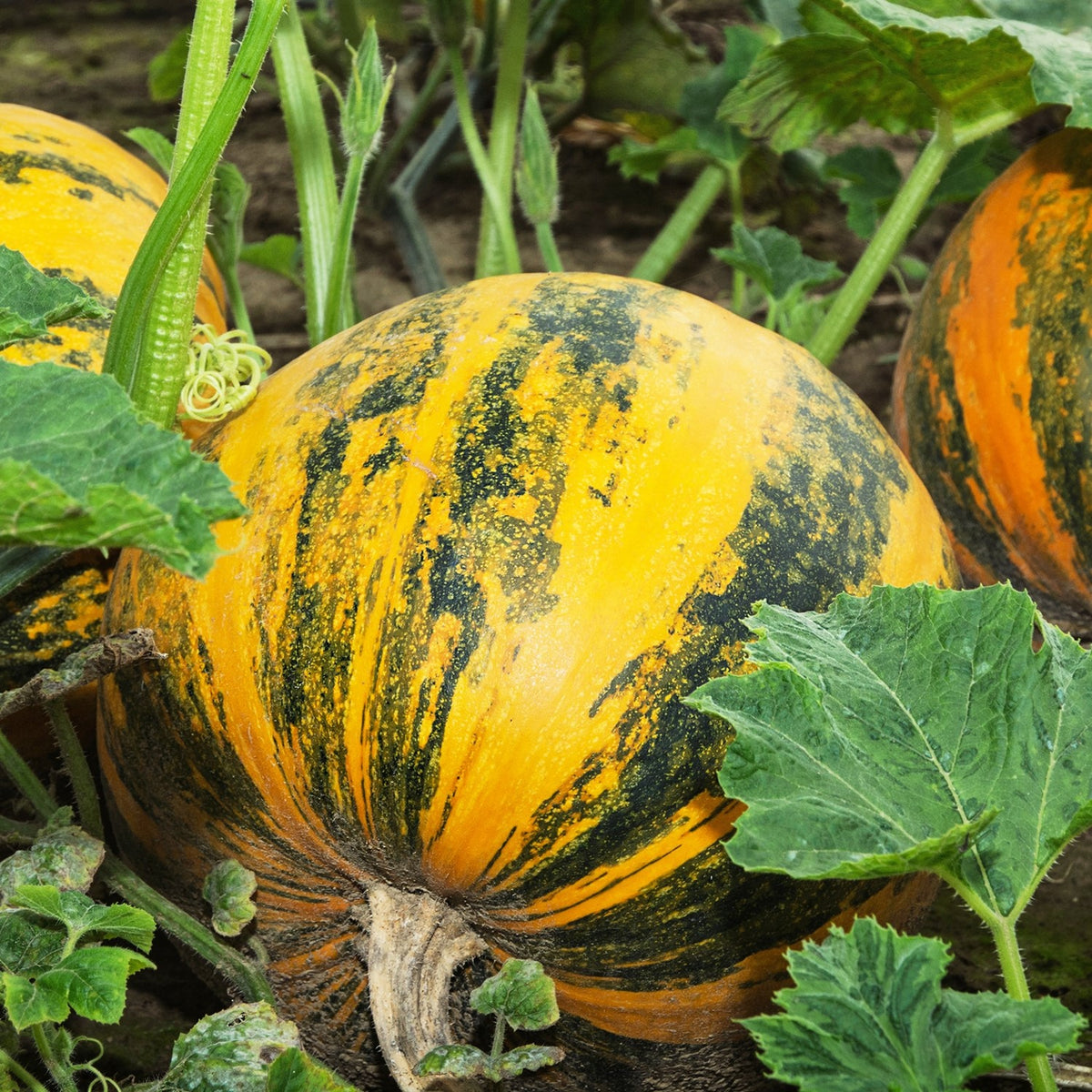 Bio-Ölkürbis Gleisdorfer Samen