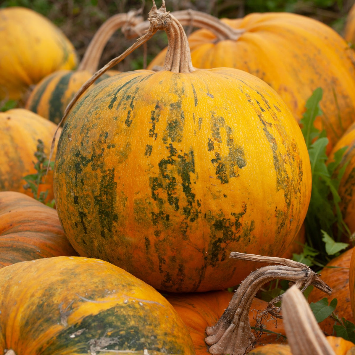 Ölkürbis Olga Samen