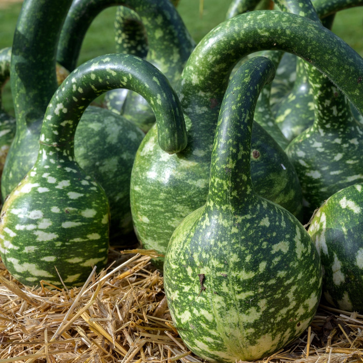 Zierkürbis Cobra Kalebasse Samen