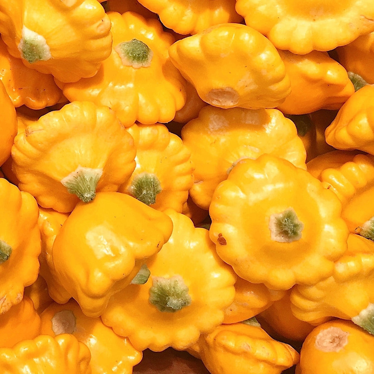 Kürbis Patisson orange Samen