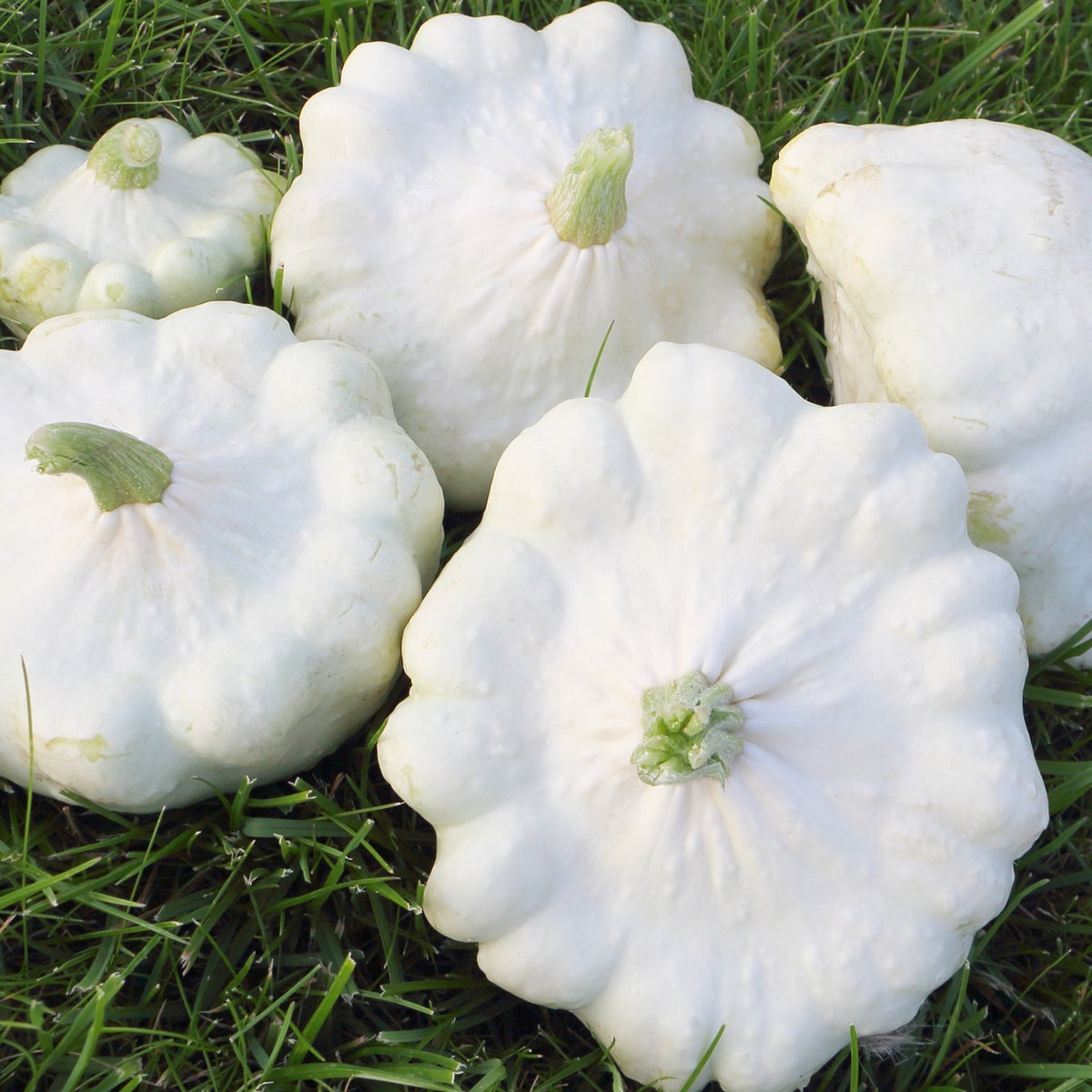 Kürbis Custard White Samen