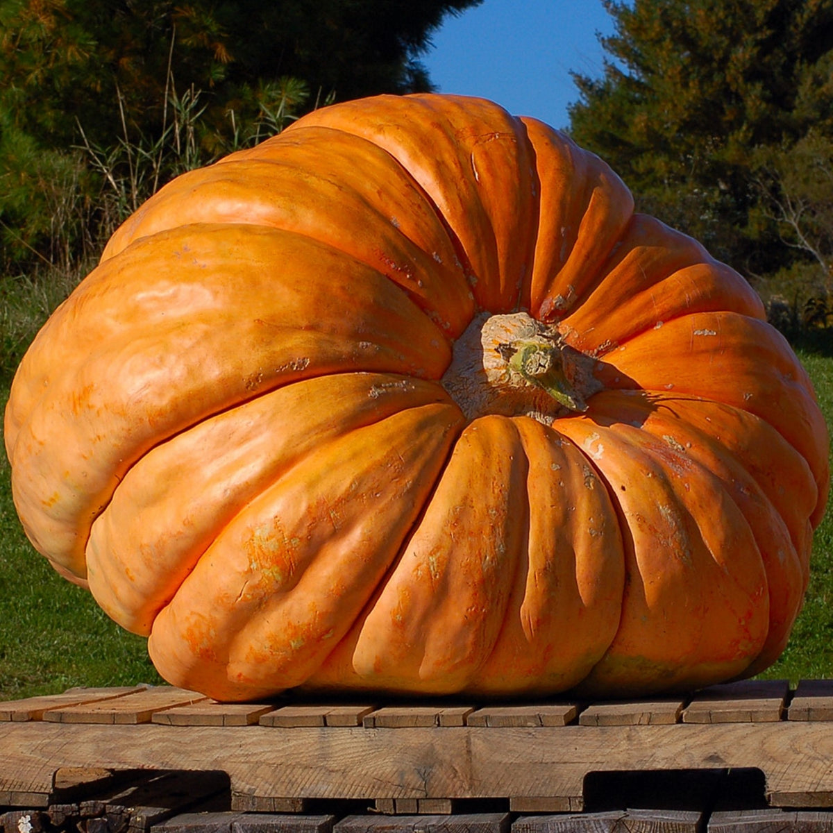 Riesenkürbis Dill`s Atlantic Giant Samen