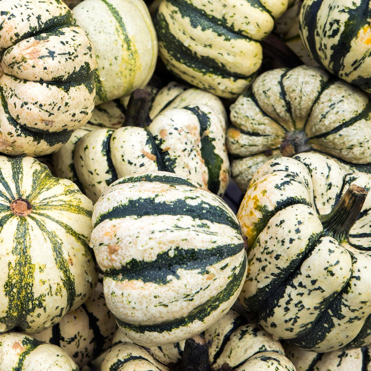 Kürbis Sweet Dumpling Samen