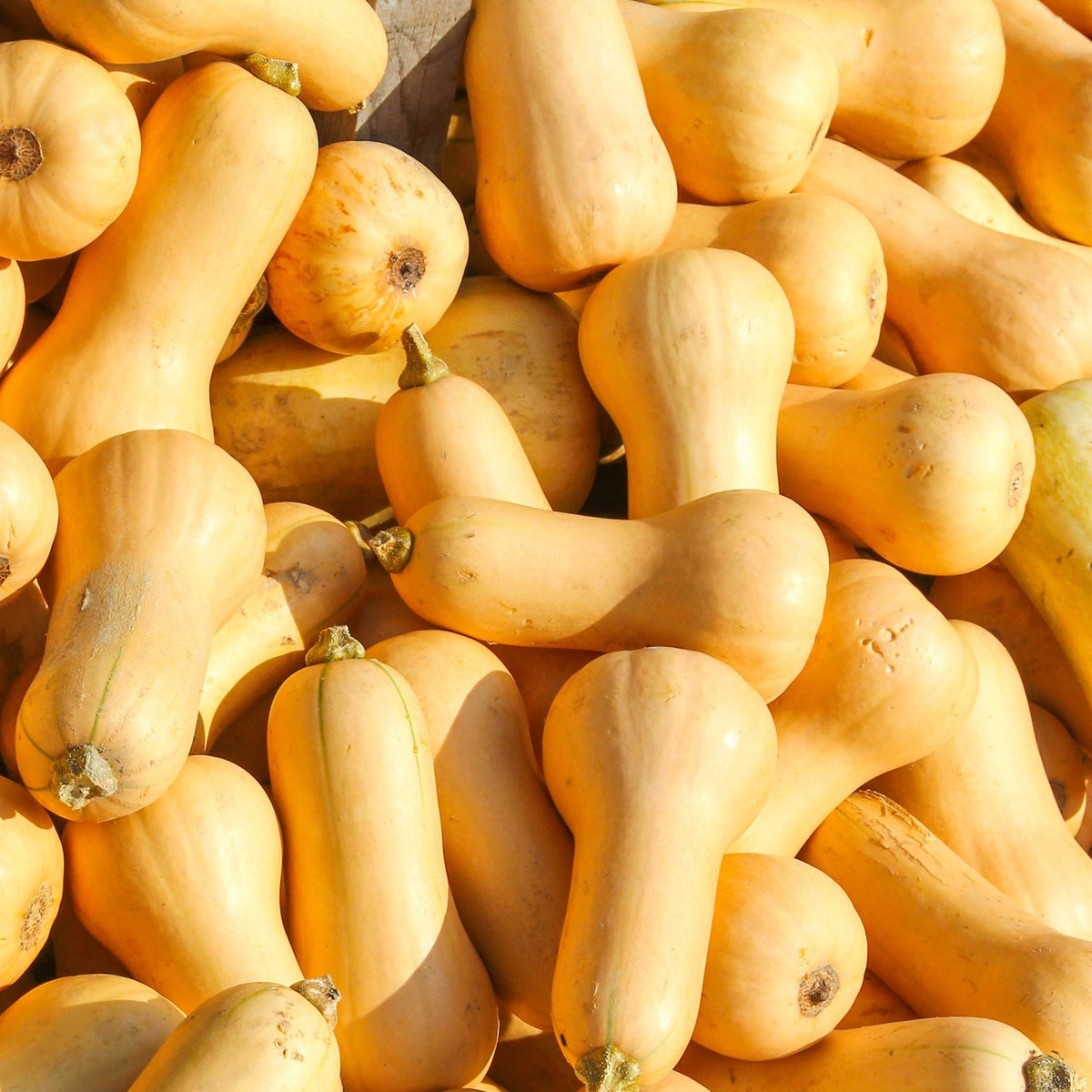 Kürbis Waltham Butternut Samen