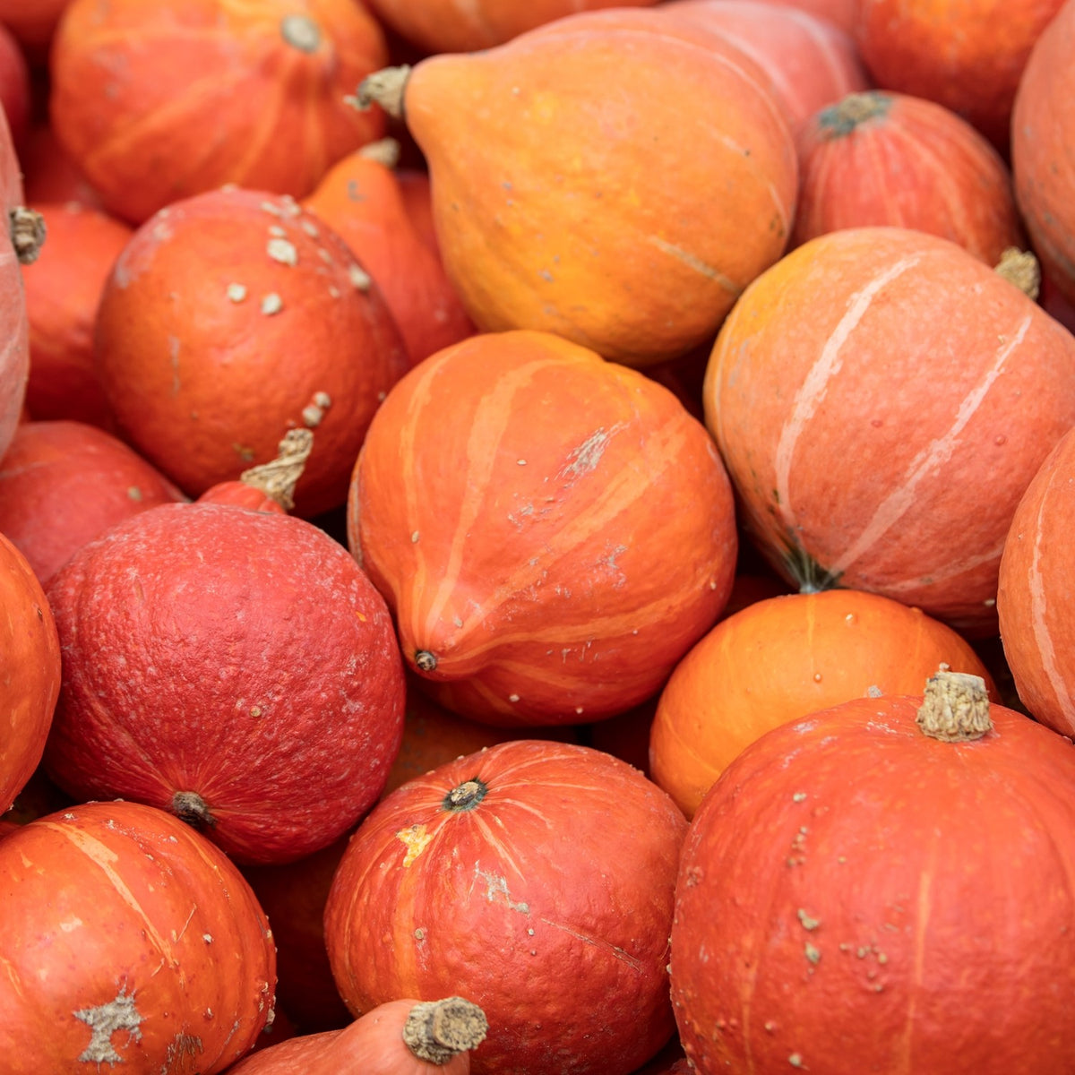 MHD 06/26 Hokkaido-Kürbis Uschiki Kuri Samen